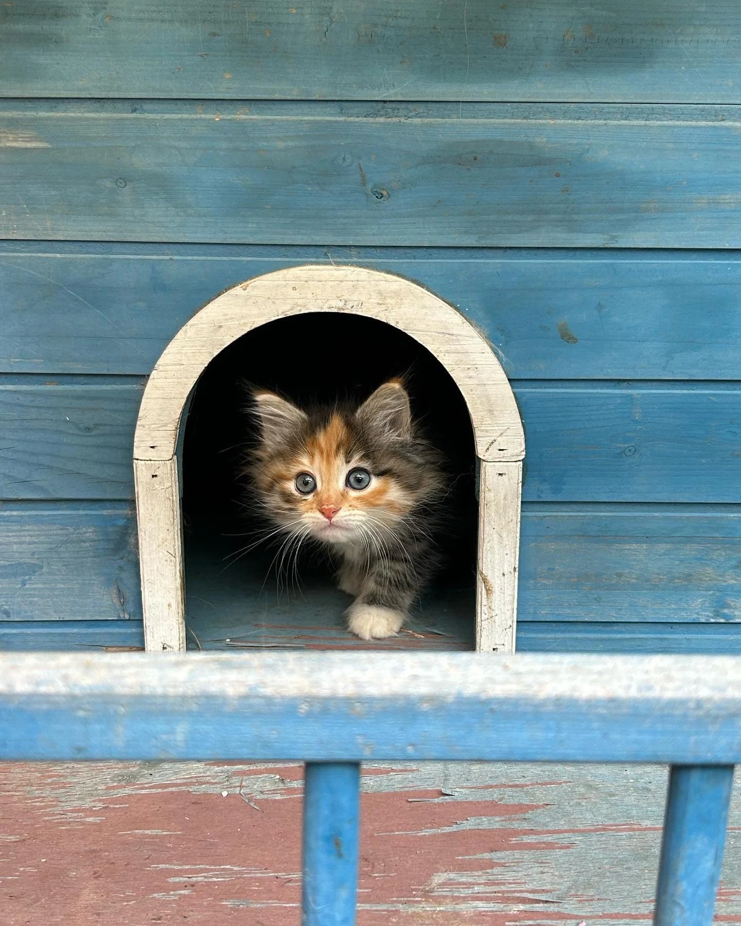 Gatito siberiano asomado desde su casita de madera en el jardín de Ice Meows