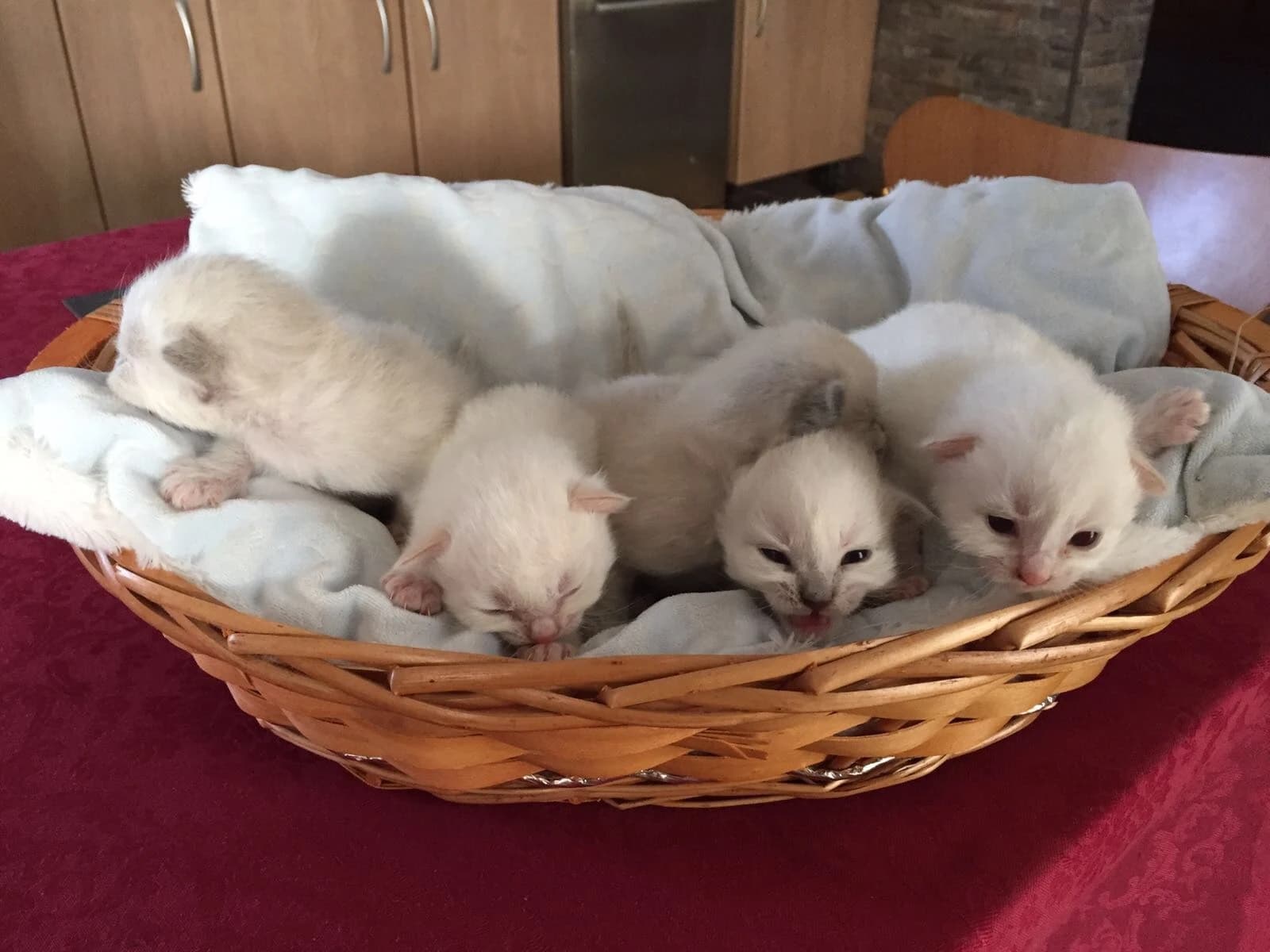 Camada de gatitos siberianos de Ice Meows acurrucados en una cesta